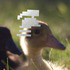 Quack_Z